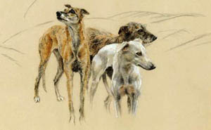 Greyhounds Collars